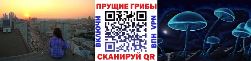 МЕГА ТОР  цены   Ессентуки  Псилоцибиновые грибы GOLDEN TEACHER 
