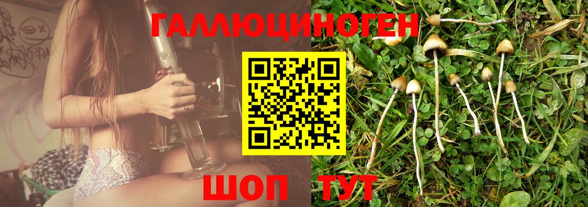 Галлюциногенные грибы Psilocybine cubensis Ессентуки